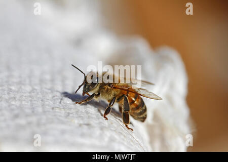 Honigbiene oder Arbeitsbiene extreme Nahaufnahme lateinisch apis Mellifera kriechen auf ein weißes Tuch in Italien im Frühling Stockfoto