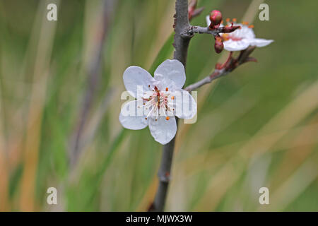 Wild oder Sour Cherry Blossom und Bud in der Sonne Prunus avium oder cerasus ähnlich einem Cherry Plum Prunus cerasifera sehr nah bis Familie der Rosaceae Stockfoto