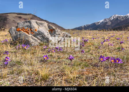 Lichtung der schönen violetten Blüten Schneeglöckchen (pulsatilla patens) Vor dem Hintergrund der schneebedeckten Berge und blauer Himmel Stockfoto