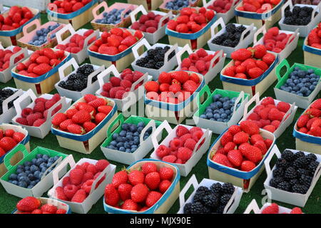 Anzeige der sauber aufgereihten Mini identische Boxen mit reifem Obst - Himbeeren, Heidelbeeren, Brombeeren und Erdbeeren Stockfoto
