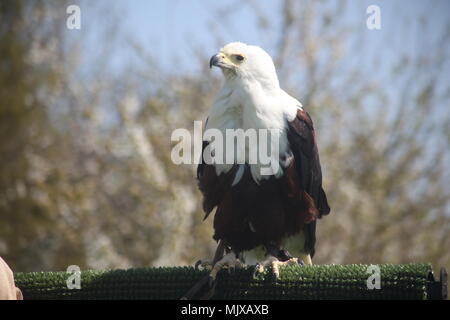 Eagle Heights Wildlife Foundation Fotos anzeigen Stockfoto