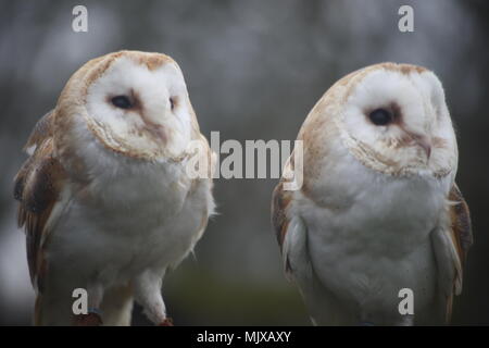 Eagle Heights Wildlife Foundation Fotos anzeigen Stockfoto