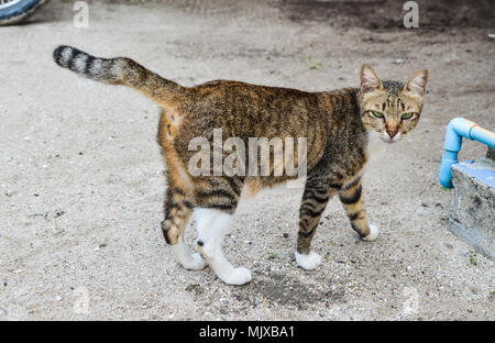 Eine Katze entspannen im Haus auf dem Land in Koh Lipe, Thailand. Stockfoto