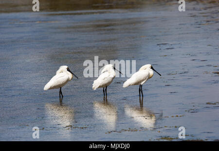 Ein Trio der Königlichen Löffler (Platalea Regia) in Zucht Gefieder in einem Feuchtgebiet auf Neuseelands Otago Peninsula wider Stockfoto