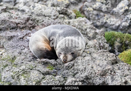 Junge Neuseeland Fell Dichtung (Arctocephalus forsteri) schlafend auf einem Felsen in der Natur Stockfoto