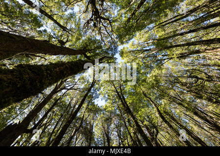 Suchen nach in die Bäume einer Rotbuche Rotbuche (Nothofagus fusca) Wald in der Nähe von Milford Sound, Fiordland National Park, Neuseeland Stockfoto
