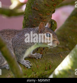 Eine Europäische graue Eichhörnchen in einem blühenden Kirschbaum Pink Perfektion in einem Garten in Alsager Cheshire England Vereinigtes Königreich Großbritannien Stockfoto