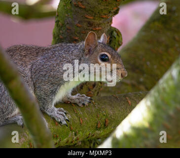 Eine Europäische graue Eichhörnchen in einem blühenden Kirschbaum Pink Perfektion in einem Garten in Alsager Cheshire England Vereinigtes Königreich Großbritannien Stockfoto