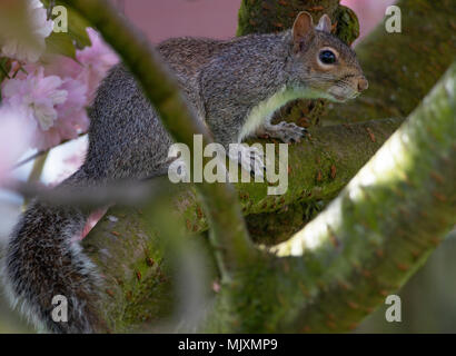 Eine Europäische graue Eichhörnchen in einem blühenden Kirschbaum Pink Perfektion in einem Garten in Alsager Cheshire England Vereinigtes Königreich Großbritannien Stockfoto