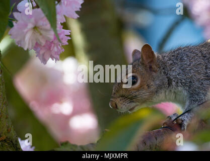 Eine Europäische graue Eichhörnchen in einem blühenden Kirschbaum Pink Perfektion in einem Garten in Alsager Cheshire England Vereinigtes Königreich Großbritannien Stockfoto