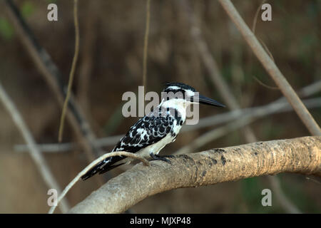 A Pied Kingfisher thront auf einem Zweig in der Nähe eines Flusses in Tansania Stockfoto