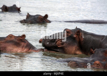 Eine Herde von flusspferd (Hippopotamus amphibius) in einem See in Tansania Stockfoto