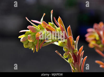 euphorbia x martinii, ascot Regenbogenspurge Stockfoto