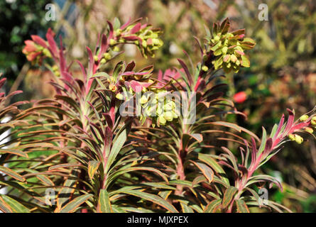 euphorbia x martinii, ascot Regenbogenspurge Stockfoto