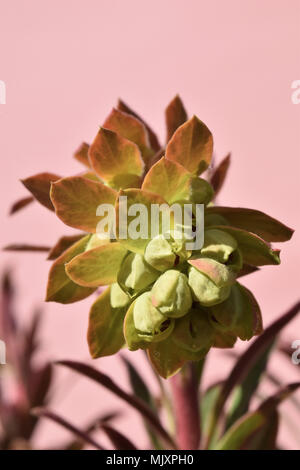 euphorbia x martinii, ascot Regenbogenspurge Stockfoto