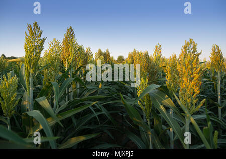 Sorghum Feld. Jowar crop. Stockfoto