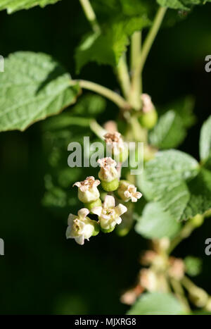 Blumen auf blueberry Anlage Stockfoto