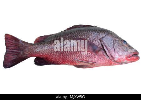 Ein rotes Meer Bass auf weißem Hintergrund, isolierte Bild mit Freistellungspfad Stockfoto