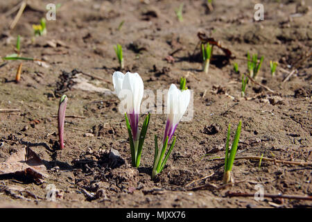 Weiß blühende Krokusse wachsen auf Böden im Frühjahr. Paar weiße Blumen Stockfoto