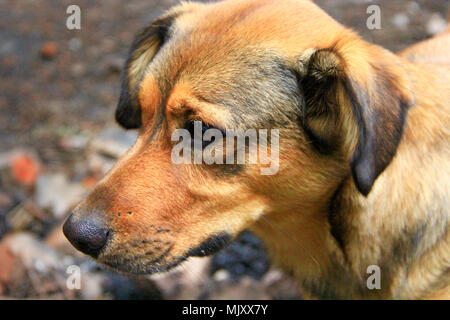 Braun traurig mongrel am Boden steht. Neugierigen Hund leider suchen. Obdachlose mongrel Hund wartet auf neuen Eigentümer Stockfoto