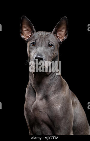 Schöne schwarze Thai Ridgeback Welpe Hund mit super kurze Fell Haare. studio Schuß auf schwarzen Hintergrund. kopieren. Stockfoto