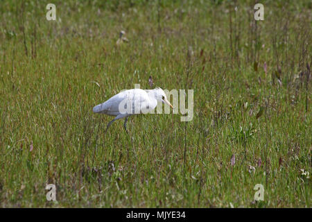 Kuhreiher Fütterung beginnen zu zeigen Zucht Farben Latin Bubulcus ibis auch als Buff-backed Heron oder Egretta garzetta guardabuoi oder oder airone Stockfoto