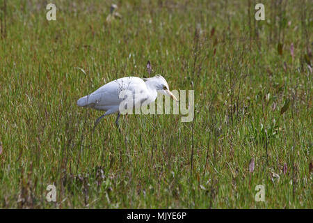 Kuhreiher Fütterung beginnen zu zeigen Zucht Farben Latin Bubulcus ibis auch als Buff-backed Heron oder Egretta garzetta guardabuoi oder oder airone Stockfoto