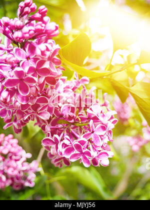 Spring Branch der blühenden flieder, lila blühen Blumen leuchten durch Sonnenlicht. Selektiver Fokus Stockfoto
