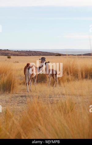 Guanaco unter den Pampas Gras. Cabo Dos Bahias, Patagonien. Schwanz in Alarm. Stockfoto