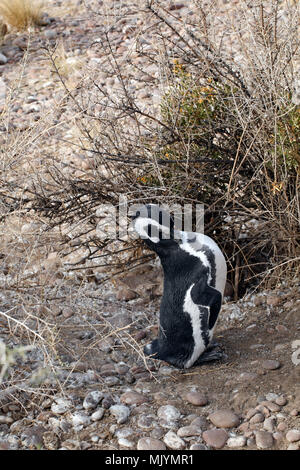 Magallanic Pinguin Kolonie am Cabo Dos Bahias, Argentinien, Patagonien, Stockfoto