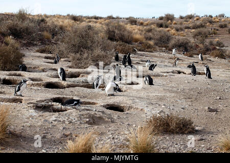 Kolonie Magellan-pinguine, Cabo Dos Bahias, Chubut, Patagonien, Argentinien. Stockfoto