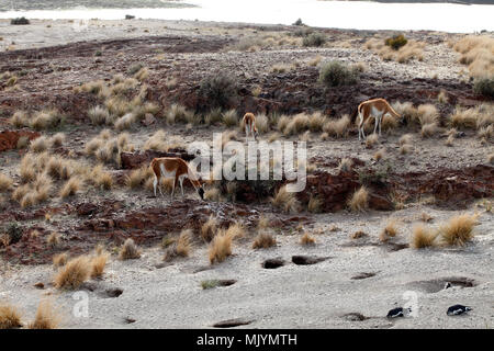 Herde von Guanoacos Beweidung auf der Garrigue und Pampa Stockfoto