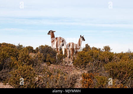 Mutter und Jungtiere, Guanakos. Patagonien. Stockfoto