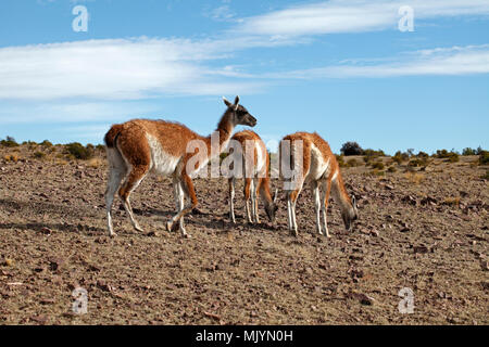 Mutter und zwei junge guanakos. Patagonische Lebensraum, Wüste, Felsen und Buschland. Stockfoto