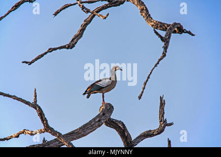 Einsame Nilgans auf einem Zweig Stockfoto