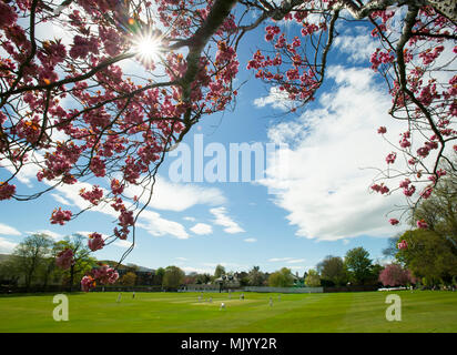 Carlton Cricket Ground in Grange Darlehen, Edinburgh. Stockfoto