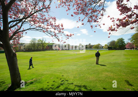 Carlton Cricket Ground in Grange Darlehen, Edinburgh. Stockfoto