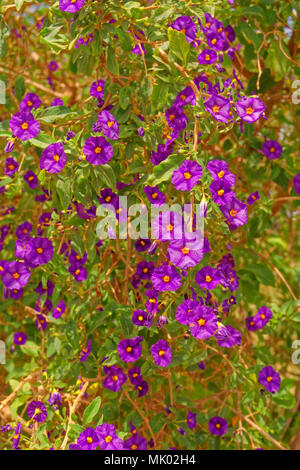 Solanum Rantonnetii oder 'königliche Robe' immergrüner Strauch mit lila Blüten. Im Mittelmeerraum und Frost vertragen, gefunden. Stockfoto