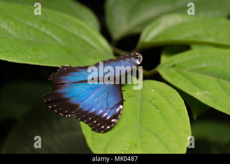 Blaue morpho peleides exotischen Schmetterlings sitzt auf einem grünen Blatt Stockfoto