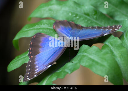 Blaue morpho peleides exotischen Schmetterlings sitzt auf einem grünen Blatt Stockfoto