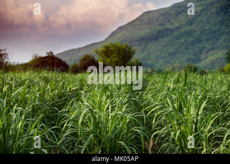 Kleine Zucker Bauernhof Feld mit Berg Hintergrund Landschaft grün Zucker Bauernhof mit Thunder Storm Stockfoto