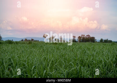 Kleine Zucker Bauernhof Feld mit Berg Hintergrund Landschaft grün Zucker Bauernhof mit Thunder Storm Stockfoto