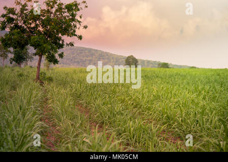 Kleine Zucker Bauernhof Feld mit Berg Hintergrund Landschaft grün Zucker Bauernhof mit Thunder Storm Stockfoto