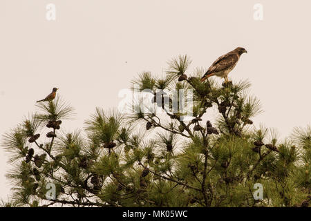 Eine amerikanische Robin (Turdus migratorius) tapfer Sitzstangen hinter einem Raubvogel, der Red tailed Hawk (Buteo Jamaicensis), die gelegentlich Vögel fressen. Stockfoto