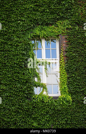 Fenster der alten Herrenhaus an Wand bedecken sich mit Efeu, Sommer Tag Stockfoto