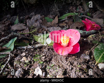 Gefallenen hell rosa Camellia Blume auf dem Boden Stockfoto