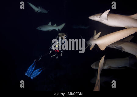 Weibliche scubadiver schwimmt in einem Pack von Tawny Ammenhaie (Nebrius Art) bei Nacht Stockfoto