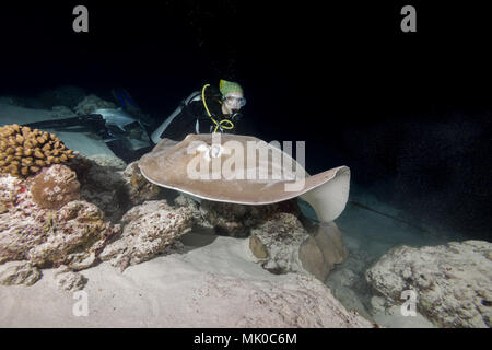 Weibliche Scuba Diver schaut Stingray in der Nacht. Rosa whipray oder Banane - Schwanz Ray (Himantura fai) Stockfoto