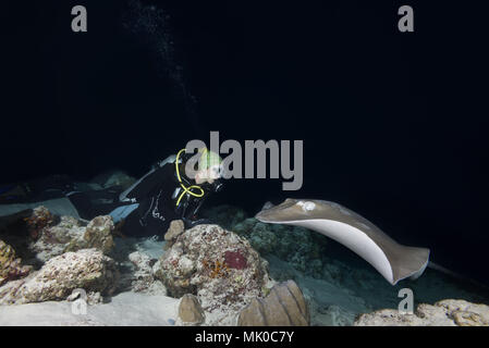 Weibliche Scuba Diver schaut Stingray in der Nacht. Rosa whipray oder Banane - Schwanz Ray (Himantura fai) Stockfoto