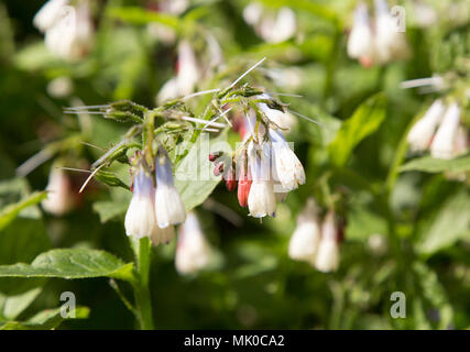 Nahaufnahme des Gemeinsamen Beinwell, Symphytum officinale, Großbritannien Stockfoto